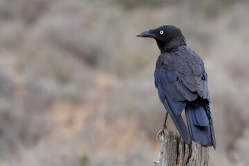 Fototapeta premium Australian raven Corvus coronoides coronoides. Mungo National Park. New South Wales. Australia.