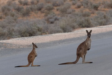 Western grey kangaroos Macropus fuliginosus. Female with joey. Mungo National Park. New South Wales. Australia. © Víctor