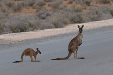 Western grey kangaroos Macropus fuliginosus. Female with joey. Mungo National Park. New South Wales. Australia. © Víctor