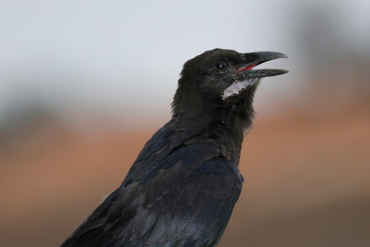 Juvenile Australian raven Corvus coronoides coronoides. Mungo National Park. New South Wales. Australia.
