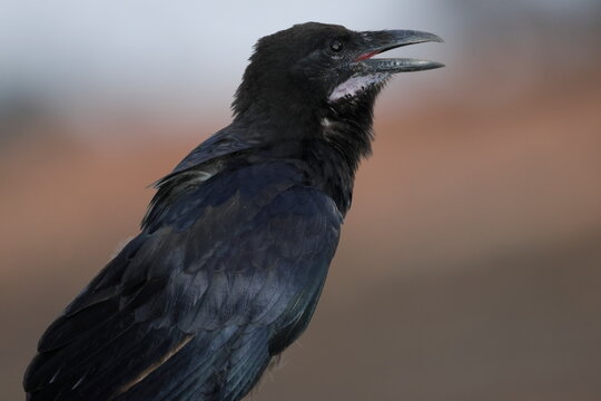 Juvenile Australian raven Corvus coronoides coronoides. Mungo National Park. New South Wales. Australia.
