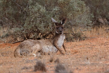 Western grey kangaroo Macropus fuliginosus resting. Mungo National Park. New South Wales. Australia. © Víctor