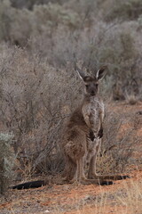 Joey western grey kangaroo Macropus fuliginosus. Mungo National Park. New South Wales. Australia. © Víctor