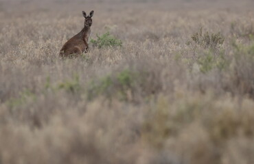 Western grey kangaroo Macropus fuliginosus. Mungo National Park. New South Wales. Australia. © Víctor
