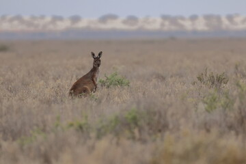Western grey kangaroo Macropus fuliginosus. Mungo National Park. New South Wales. Australia. © Víctor