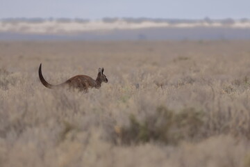 Western grey kangaroo Macropus fuliginosus hopping. Mungo National Park. New South Wales. Australia. © Víctor