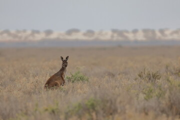 Western grey kangaroo Macropus fuliginosus. Mungo National Park. New South Wales. Australia. © Víctor