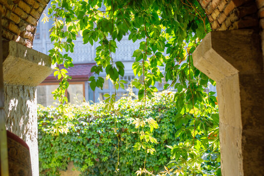 Ivy wild grapes green leaves in Tbilisi Georgia