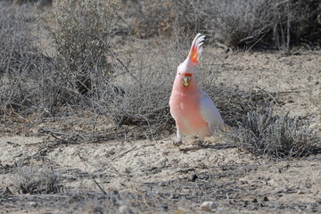 Pink cockatoo Lophochroa leadbeateri. Mungo National Park. New South Wales. Australia. © Víctor