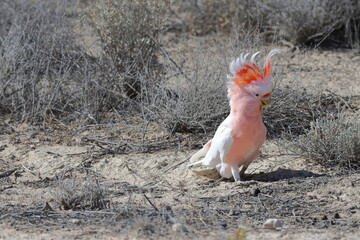 Pink cockatoo Lophochroa leadbeateri. Mungo National Park. New South Wales. Australia. © Víctor