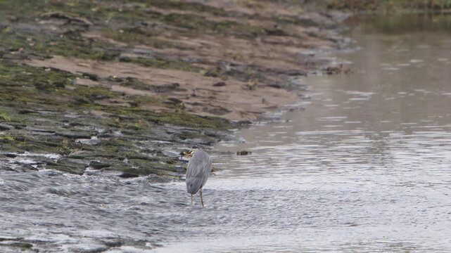 A Grey Heron, Ardea cinerea, eating a fish it has caught at the base of a weir. Wales. UK