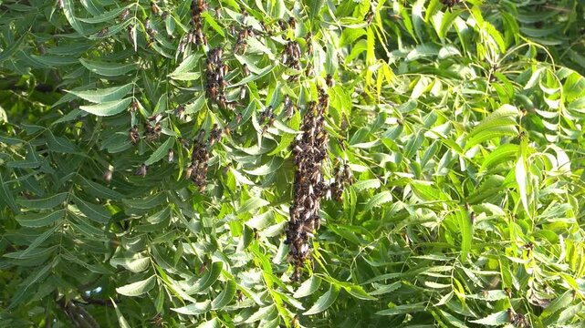 Numerous honey bees are clustered across green neem tree branches and leaves, with additional bees visible among the foliage. A static tripod shot captures detailed insect activity in natural daylight