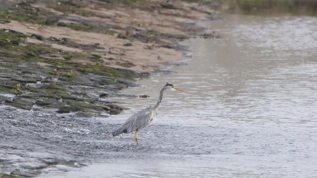 A Grey Heron, Ardea cinerea, hunting for fish at the base of a weir. Autumn. Wales. UK
