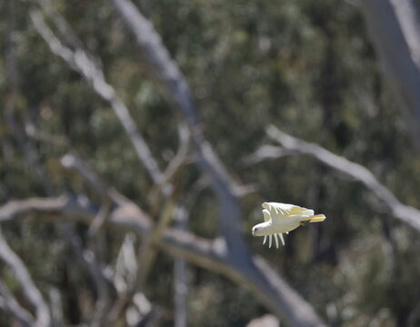 Little corella Cacatua sanguinea gymnopis flying. Gum Swamp Wildlife Refuge. New South Wales. Australia.