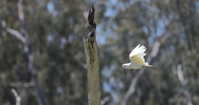 Little corella Cacatua sanguinea gymnopis flying. Gum Swamp Wildlife Refuge. New South Wales. Australia.
