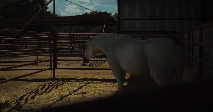 White horse stands quietly inside a shaded paddock on a Texas ranch, depicting peaceful livestock care, rural agriculture, and authentic equestrian country life.