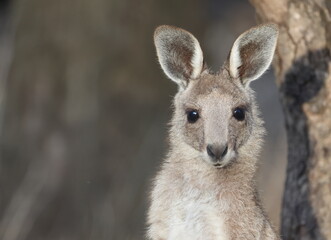 Joey eastern grey kangaroo Macropus giganteus giganteus. Gum Swamp Wildlife Refuge. New South Wales. Australia. © Víctor