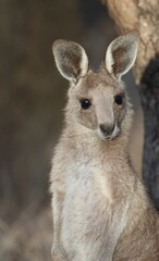 Joey eastern grey kangaroo Macropus giganteus giganteus. Gum Swamp Wildlife Refuge. New South Wales. Australia. © Víctor