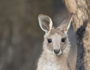 Joey eastern grey kangaroo Macropus giganteus giganteus. Gum Swamp Wildlife Refuge. New South Wales. Australia. © Víctor