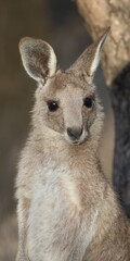 Joey eastern grey kangaroo Macropus giganteus giganteus. Gum Swamp Wildlife Refuge. New South Wales. Australia. © Víctor