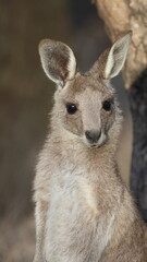 Joey eastern grey kangaroo Macropus giganteus giganteus. Gum Swamp Wildlife Refuge. New South Wales. Australia. © Víctor