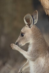 Joey eastern grey kangaroo Macropus giganteus giganteus. Gum Swamp Wildlife Refuge. New South Wales. Australia. © Víctor