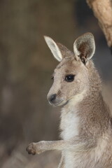 Joey eastern grey kangaroo Macropus giganteus giganteus. Gum Swamp Wildlife Refuge. New South Wales. Australia. © Víctor