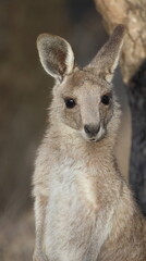 Joey eastern grey kangaroo Macropus giganteus giganteus. Gum Swamp Wildlife Refuge. New South Wales. Australia. © Víctor