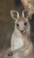 Joey eastern grey kangaroo Macropus giganteus giganteus. Gum Swamp Wildlife Refuge. New South Wales. Australia. © Víctor