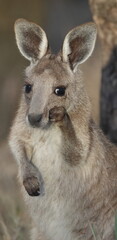 Joey eastern grey kangaroo Macropus giganteus giganteus. Gum Swamp Wildlife Refuge. New South Wales. Australia. © Víctor