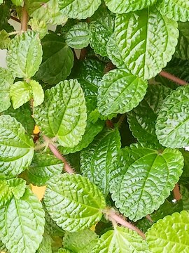 Textured Green Leaves Background of Creeping Charlie Pilea Plant Macro