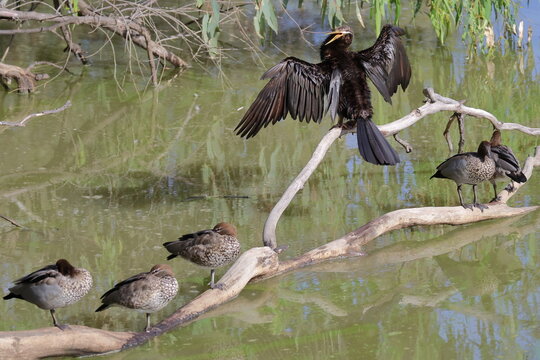 Male Australasian darter Anhinga novaehollandiae drying its wings and Australian wood ducks. Lake Forbes. Forbes. New South Wales. Australia.