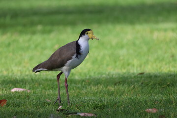 Fototapeta premium Masked lapwing Vanellus miles novaehollandiae. Forbes. New South Wales. Australia.