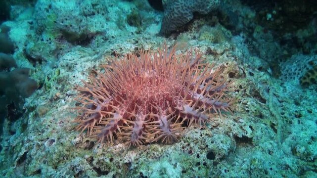 A crown of thorns moving coral reef in the Red Sea