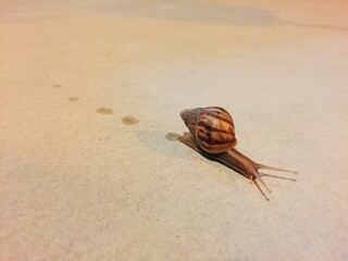 Slowly walk © Sermaaanduu