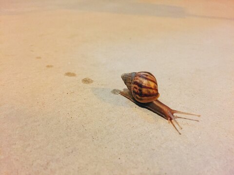Slowly walk