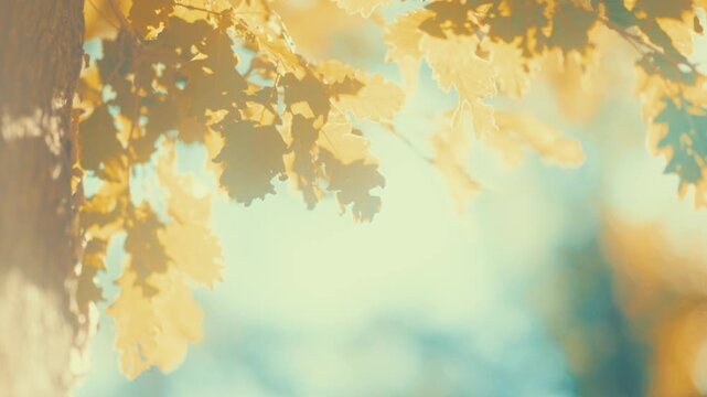 Dreamy cinematic footage of golden autumn leaves floating in sunlight with warm teal bokeh and lens flare. Soft, nostalgic mood. Perfect background for storytelling and seasonal video intros