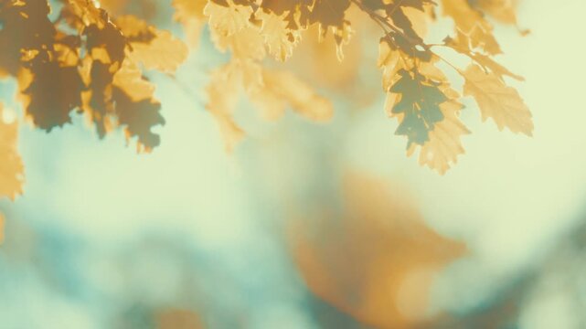 Dreamy cinematic footage of golden autumn leaves floating in sunlight with warm teal bokeh and lens flare. Soft, nostalgic mood. Perfect background for storytelling and seasonal video intros