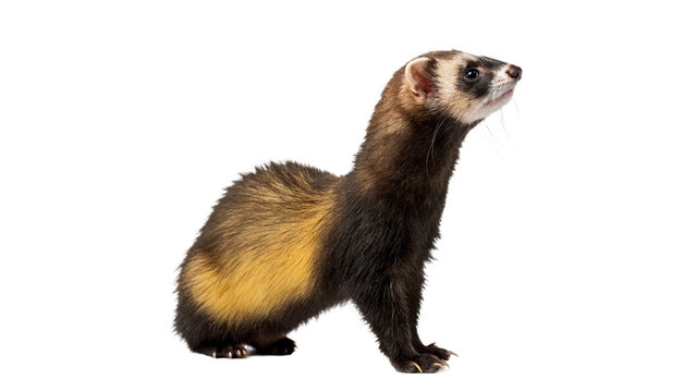 Alert wild furry domestic ferret standing in side profile isolated on transparent background