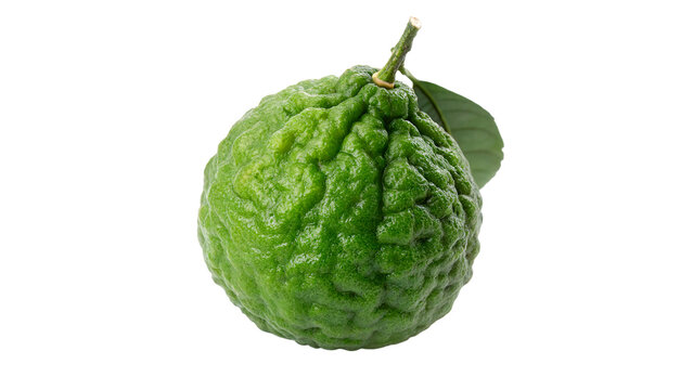 Whole fresh green kaffir lime citrus fruit close up isolated on transparent background