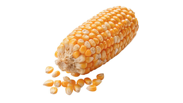 Fresh sweet golden corn cob with scattered kernels isolated on transparent background