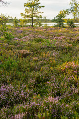 Fototapeta premium Purple Heather Meadow with Pine Trees and Lake