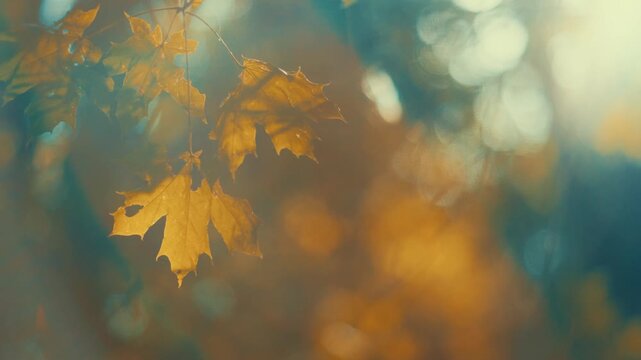 Dreamy cinematic footage of golden autumn leaves floating in sunlight with warm teal bokeh and lens flare. Soft, nostalgic mood. Perfect background for storytelling and seasonal video intros