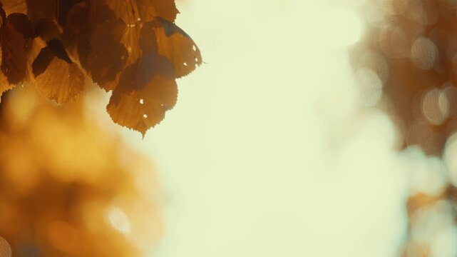 Dreamy cinematic footage of golden autumn leaves floating in sunlight with warm teal bokeh and lens flare. Soft, nostalgic mood. Perfect background for storytelling and seasonal video intros