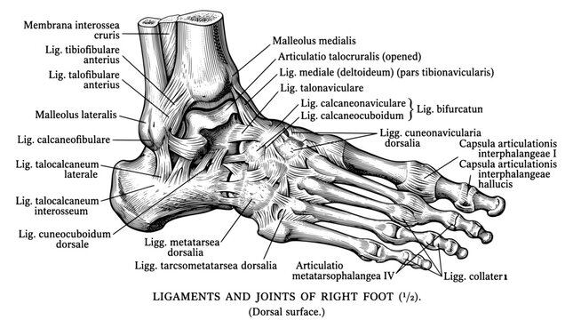 Detailed engraving of ligaments and joints of right foot showing anatomical structures