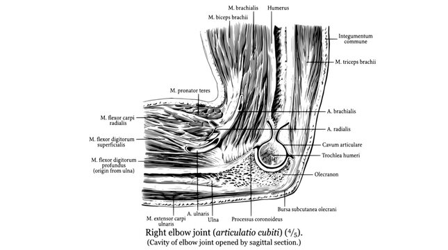 Detailed engraving of the right elbow joint with labeled anatomical structures