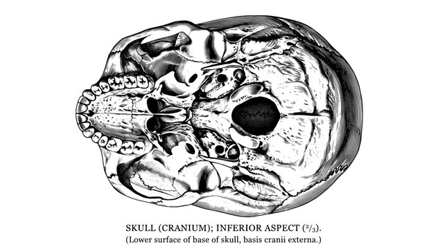Detailed engraving of skull from inferior perspective highlighting anatomical features
