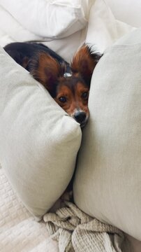 Cute small dog lying on couch leaning its head and big ears between pillows being adorable. Sleepy and cozy in comfortable position inside apartment or home. Filmed with phone in UGC vertical POV shot