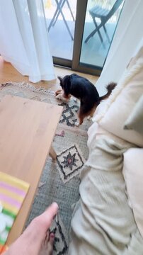 Playful small dog or puppy stealing stuffed toy and mischievously running away from its owner's hand, enjoying fun game of catch me if you can inside a cozy living room. POV style vertical UGC reel