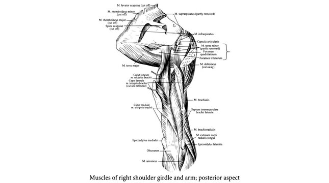 Muscles of right shoulder girdle and arm shown in engraved illustration